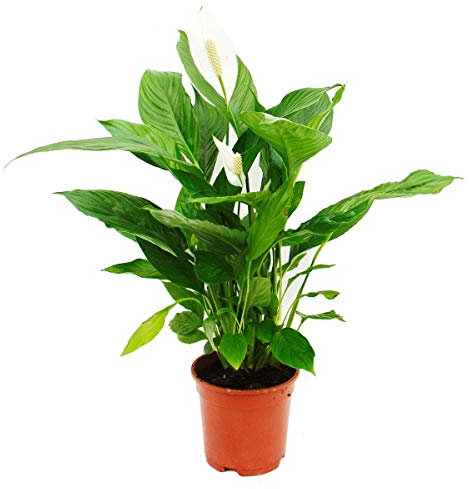 Exotenherz - Spathiphyllum Cupido, Einblatt - 17cm Topf