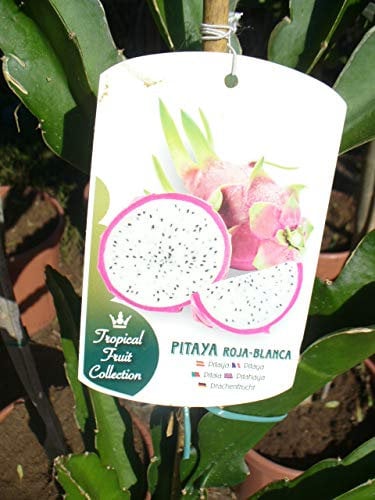 Drachenfrucht Hylocereus monacanthus Pflanze ca.120-140cm, Pitaya Pitahaya Kaktus