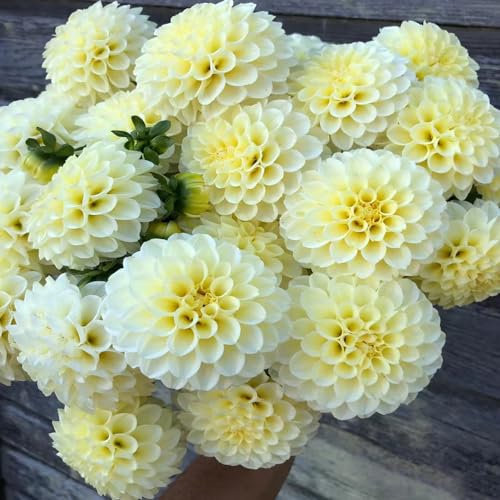 6 pcs dahlienknollen kaufen, zwiebeln winterfeste pflanzen für kübel bienenwiese dahlien knollen nachhaltige geschenke für frauen blumenwiese dekoration wohnzimmer frühlingsblüher