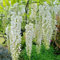 semi resistenti di pianta di glicine - Wisteria sinensis - piante esotiche resistenti Glicine fiori per esterni arbusti fioriti perenni fiori da giardino arbusti perenni piante per il 3pcs