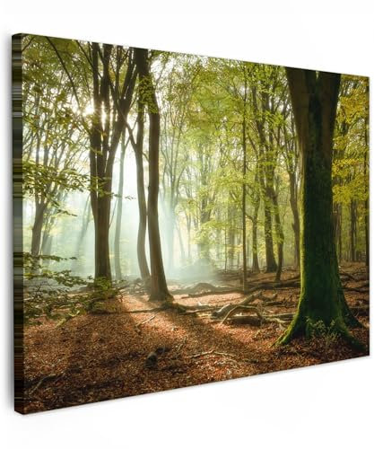 MuchoWow© Leinwände 70x50 cm Wall Decoration Bilder Schlafzimmer Deko Pictures Canvas Painting Wanddekoration Wohnzimmer Wald - Licht - Natur - Landschaft - Bäume