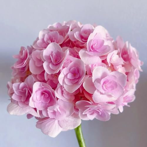 300 pcs hortensien samen wildblumensamen (hortensien) bodendecker winterhart mehrjährig deko garten blumensamen geschenk winterharte pflanzen für garten geschenk blumenwiese samen