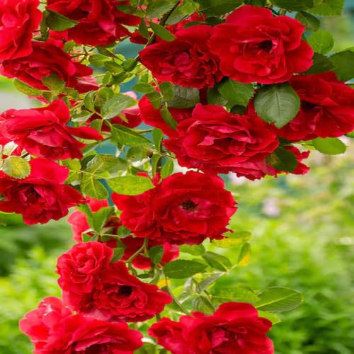 Fresh 100Pcs red Climbing Rose Flower Seeds