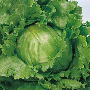 500 Grandes Lagos cabeza semillas de lechuga Iceberg de la herencia Tipo Sin OGM Sin híbrido