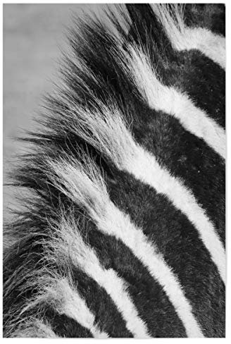 artboxONE Poster 30x20 cm Tiere Zebra Mähne nah hochwertiger Design Kunstdruck - Bild Zebra mähne Zebra