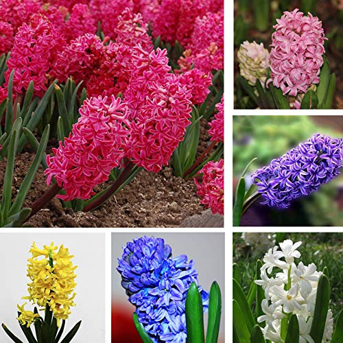 Benoon Semillas De Jacinto, 100 Piezas/Bolsa Semillas De Jacinto Semillas De Flores Viables De Jardín Decorativo Natural No Transgénico Para Gardeen Semillas de jacinto