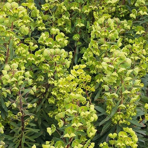 300 Pcs Wolfsmilch Kaktus Samen, Succulent Plants, Deko Wohnzimmer (Euphorbia Pekinensis) Seltene Pflanzen, Pflanzen Züchten Gartenpflanzen Winterhart Mehrjährig Winterfeste Pflanzen