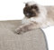 Kratzmatte für Katzen - Fußmatte Sisal Kratzteppich - natürliche Sisalmatte robust - Vorleger 100% Sisal - Katzenkratzmatte grau 60 x 80 cm 2er Set