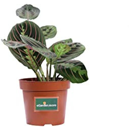 pianta di Maranta Leuconeura Fascinator pianta da interno di maranta maranta da appartamento pianta vera venduta da eGarden.store