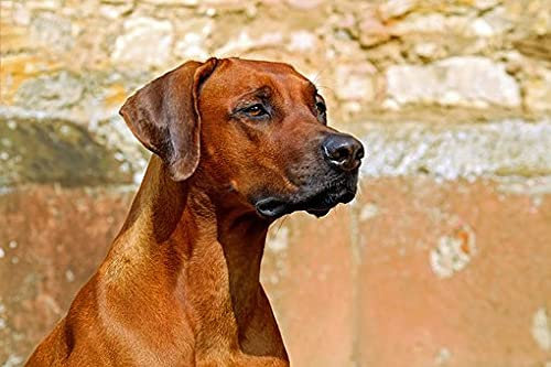 1000 Puzzles, Rhodesian Ridgeback Hund 1, Heim- und Bürodekoration, DIY-Spielzeug für Kinder, 52 x 38 cm