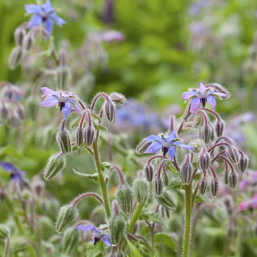 borretsch samen blumensamen gartenpflanzen küchenkräuter samen balkonpflanzen winterhart indoor garden blumenwiese topf pflanze pflanzensamen kräuter saatgut winterharte kübelpflanzen 200pcs