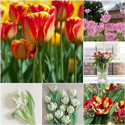 10 pcs tulpenzwiebeln bio - ausgefallene geschenke blumendeko tulpenzwiebel,tulpen zwiebeln winterhart mehrjährig, flower winterlinge zwiebeln winterhart mehrjährig plants winterharte
