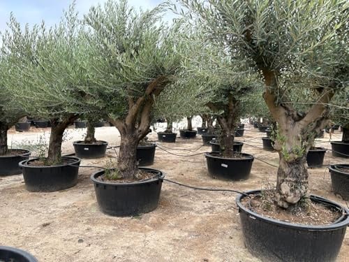 Sunny Tree - Olivenbaum verzweigt - Olea Europaea - Winterharte Olvenbaum Bonsai 250 cm - 100 Jahre alter Olivenbaum - Fruchttragend