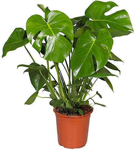 Plante Monstera Deliciosa Faux Philodendron | Plante d'intérieur en pot pour la Maison ou le Bureau