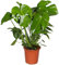 Plante Monstera Deliciosa Faux Philodendron | Plante d'intérieur en pot pour la Maison ou le Bureau