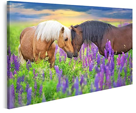 islandburner Bild auf Leinwand Zwei Palomino Pferde Im Lavendel Blütenfeld Kinderzimmer Bilder Wandbilder Poster
