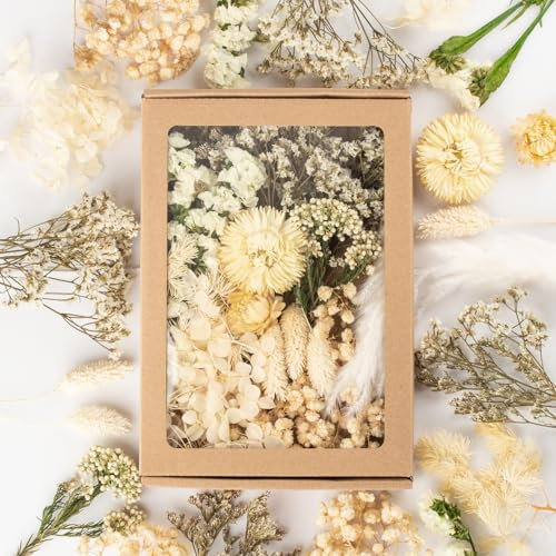 LAUMOE Getrocknete Blumen, Trockenblumen, Trockenblumen Zum Basteln Mini Trockenblume Bunt Set für Tischdeko DIY Epoxidharz Scrapbook Zubehör (H1)