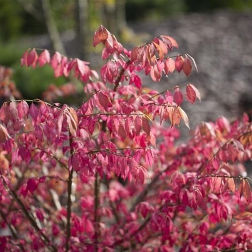 Korkflügelstrauch Euonymus alatus mit herbstfarbener Blattschmuck im Topf gewachsen