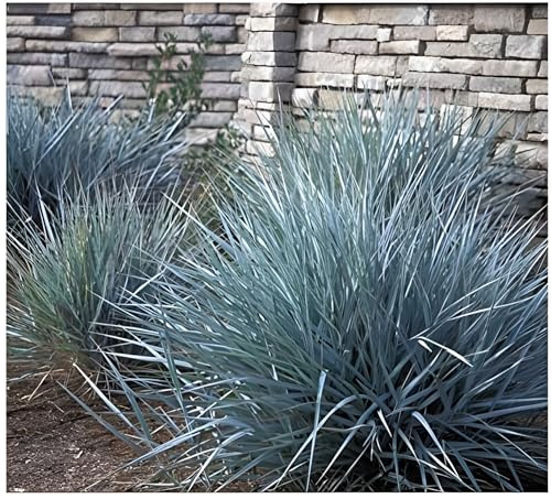Stauden Gänge 10 x Leymus arenarius 'Blue Dune' Blau Strandroggen | Blaues Ziergras für Sonne, Blüte Juli bis August, mehrjährig, 1 L Topf (11x11 cm)