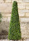 Garden Mile 2ft Artificial Topiary Obelisk Tree 60cm Large Fake Pyramid Cone Tree Outdoor Boxwood Topiary Plant Faux Green Leaf Hedge Artificial Garden Plant