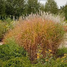 Huifang 30 semillas de hierba ornamental de llama de MIscanthus