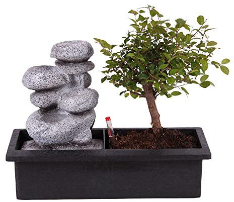 Plant in a Box - Bonsaï avec système d'eau facile à entretenir et cascade d'eau sur des pierres zen - Plante d'intérieur - Hauteur 25-35cm