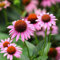 Coneflower Echinacea purpurea Seeds 30+ Purple Blooms Blumensamen Pflanzen für den Hausgarten