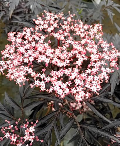 Schwarz roter Holunder Sambucus nigra -Black Lace- Hochstamm 120-140 cm winterhart Freilandaufzucht