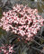 Schwarz roter Holunder Sambucus nigra -Black Lace- Hochstamm 120-140 cm winterhart Freilandaufzucht