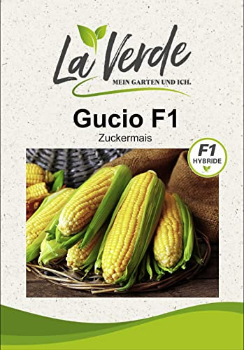 Zuckermais Gucio F1 Saatgut