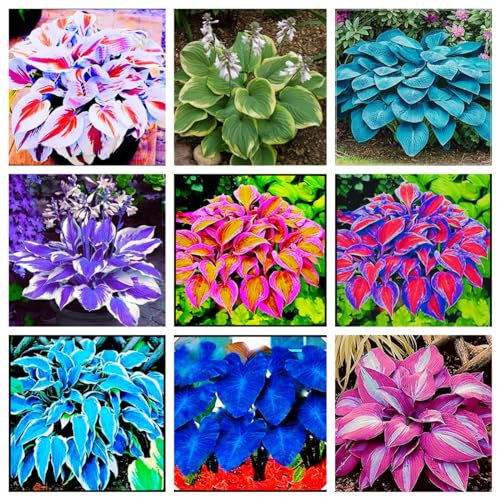Funkien zwiebeln,Hosta Wurzel,winterharte Blumenzwiebeln,Umwelt verschönern,funkien knollen,funkien rhizome,hosta plant,duftend,hosta pflanze winterhart(große Zwiebeln,ohne Samen)-8zwiebeln-A
