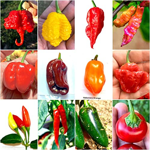 120 Semillas De Chile En 12 Variedades De Las Más Sabrosas Del Mundo, Colección CLÁSICA + Guía: CAROLINA REAPER, SCORPION, BHUT JOLOKIA, HABANERO, PINK TIGER, TABASCO, CAYENA, JALAPENO y CALABRESE