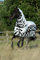 Bucas Buzz-Off Rain Zebra & Neck, Farbe:Zebra, Größe:145 cm / 6'6