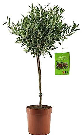 Pianta di Ulivo - Olea Europea - H70cm - vasoø18 (Bianco)