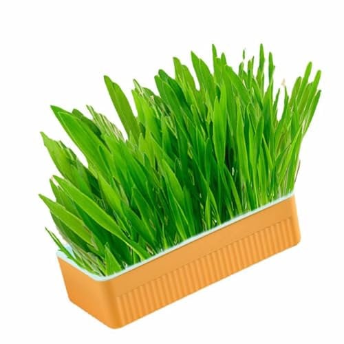 HEEPDD Hydroponic Cat Grass Kit, Soil Free Growing Catnip Cat Grass with Planting Box, Healthy and Indoor Pet Grass, Easy to Grow (Blue Orange)