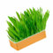 HEEPDD Hydroponic Cat Grass Kit, Soil Free Growing Catnip Cat Grass with Planting Box, Healthy and Indoor Pet Grass, Easy to Grow (Blue Orange)