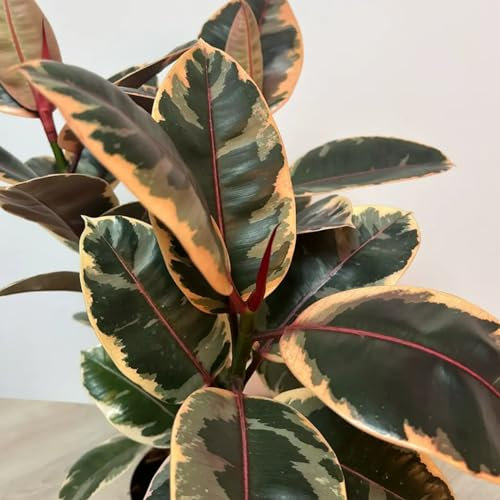 Carbeth Plants - Indoor Plants - Build Your Own Houseplant Collection - 7cm to 9cm Pots - Ficus Elastica - Rubber Tree Plant in 8.5cm Pot