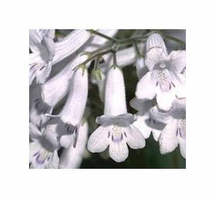 Stk - 10x Streptocarpus candidus Strauchrosen Garten Pflanzen - Samen B306 - Seeds & Plants Shop by Ipsa