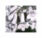 Stk - 10x Streptocarpus candidus Strauchrosen Garten Pflanzen - Samen B306 - Seeds & Plants Shop by Ipsa