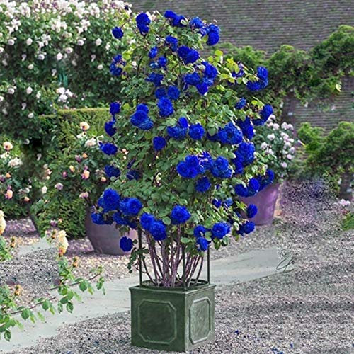 Benoon Wild Rose Seeds, 300Pcs / Bag Wild Rose Seeds Evergreen Medicinal Herb Blue Bonsai Garden Multiflora Semillas Para El Hogar Semillas de rosa trepadora