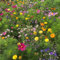 BERINGMEIERS BESTE | HONIG- und AUGENWEIDE | Bienenwiese | Blumenwiese | Blumen Saatgut für ca. 250 m² | 500 Gramm
