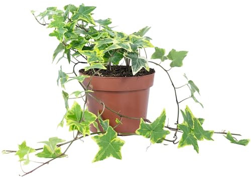 Hiedra común multicolor – Planta de interior fácil de limpiar, altura aprox. 25 cm, diámetro de maceta 13 cm