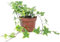 Hiedra común multicolor – Planta de interior fácil de limpiar, altura aprox. 25 cm, diámetro de maceta 13 cm