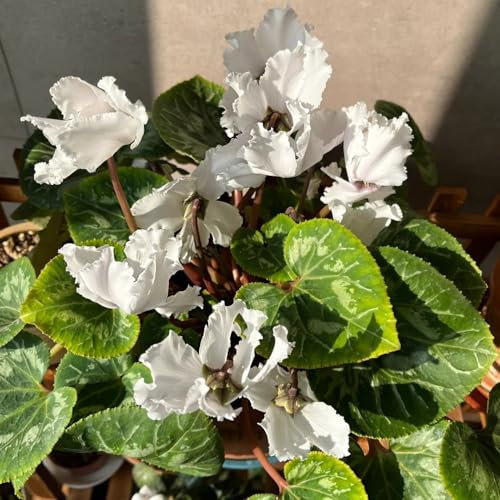 400 pz Semi di ciclamino - fiori da giardino piccoli regali Ciclamino persico - decorazione del giardino per esterno Piante resistenti per il giardino fiori, aiuola di erbe balcone