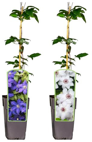 2er Sortiment | Clematis | Miss Bateman, Jackmanii | Waldrebe | weiß, purpurviolett | mehrjährig | winterhart | 30-50cm | Kletterpflanze | Blühend | Klematis| topfgewachsen