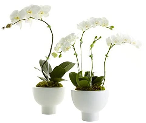 SANWOOD Semillas de orquídeas para plantación de jardín en casa, semillas de orquídeas flor planta hogar oficina ornamento jardín ventana Bonsai decoración blanco