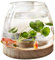 Bocal À Poisson Rond en Verre | Bol à Poisson Hydroponique | Vase hydroponique en Verre | Petit Aquarium avec Base en Bois | Vases à Pla-ntes Hydroponiques pour Poissons Betta, Rouges