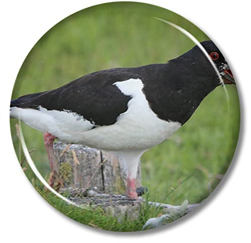 Faroe Islands Haematopus Ostralegus Magnet Kühlschrank Kühlschrank Magnet Aufkleber Reise Souvenir Metall Flaschenöffner Dekorativer Magnet