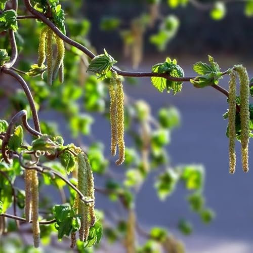 Plant Theory Contorta Corkscrew Hazel Corylus Avellana Shrub Plant 5L Pot
