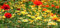 Graines Fleurs d'été pour Gazon Japonais - Sachet de 3 grammes - Graines de style